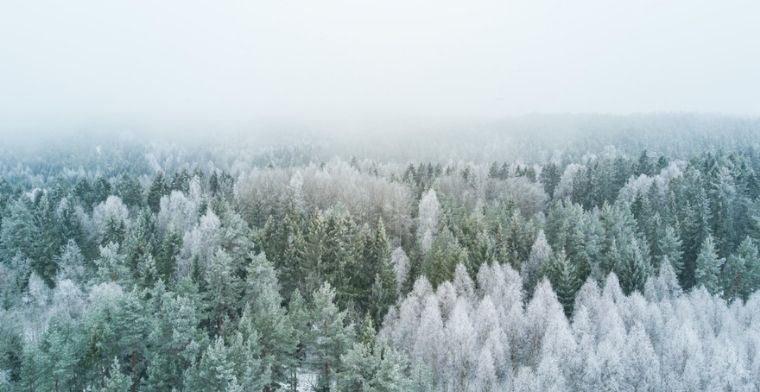 Forest in winter time
